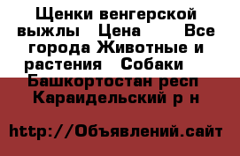 Щенки венгерской выжлы › Цена ­ 1 - Все города Животные и растения » Собаки   . Башкортостан респ.,Караидельский р-н